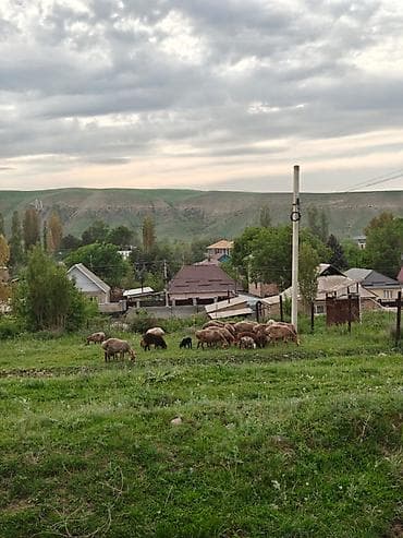 учас: 5 соток, Курулуш, Кызыл китеп — 8