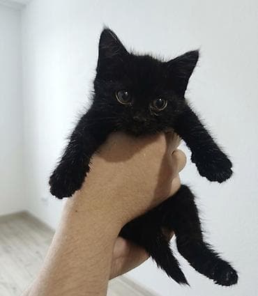 кошечка: Кошка даром: Беспородная, 2 месяца, Девочка, Приучена к лотку — 1