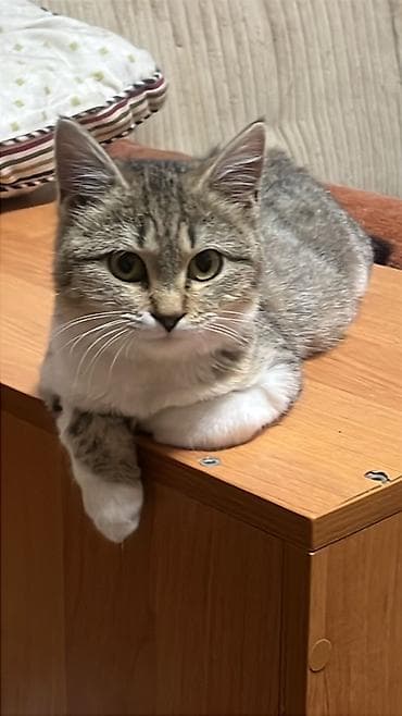 черная кошка: Котята возраст 2 месяца бело-черный мальчик . Остальные стерилизованые — 5
