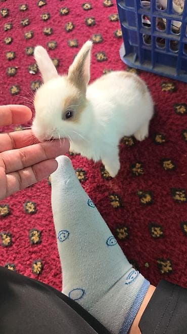 пушистая сиамская кошка: Кролики-декоративные, молодые. Разнообразные окрасы: белые с — 5