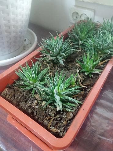 Хавортия полосатая (Haworthia fasciata/attenuata) — компактные