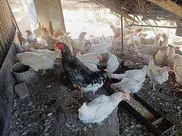 дакан корз: Продаю | Куры, Петух | Брама, Дакан, Домашняя | На забой, Несушки — 9