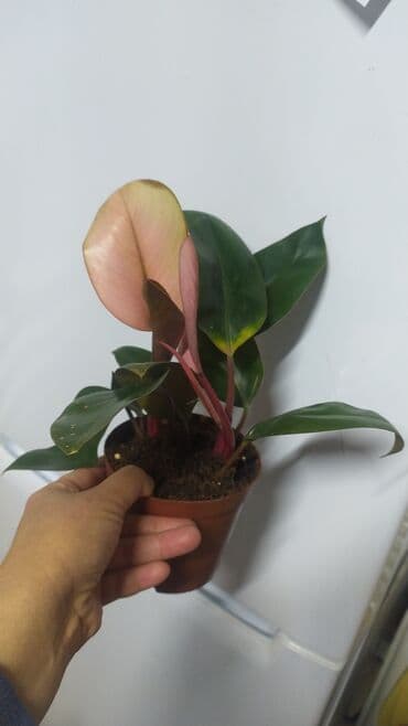 цветы уличные: Филодендроны, аглаонемы, гибискус, Антуриум красный — 8