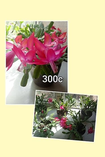 малочай миля: Комнатные и садовые растения в горшках. 1) Замиокулькас (долларовое — 7