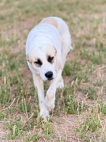 Среднеазиатская овчарка (алабай), сука. Окрас белый с кремовыми