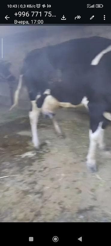 каракол кой: Продаю | Корова (самка) | Для молока | Привязанные — 7