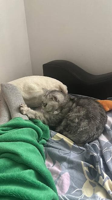 Башка жаныбарлар: Мышык бекер берилет: Британ кыска жүндүү, 2 жаш, Ургаачы, Бычылган, Лотокко барууга үйрөтүлгөн — 5