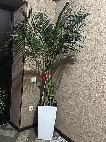 Напольная пальма в высоком кашпо - Декоративная пальма с несколькими