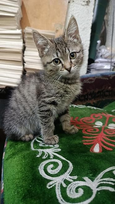 нужен кот: Котята домашние, короткошёрстные. Описание: - Окрас: тигровый табби — 1