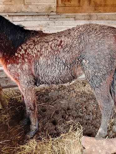 Аквариумдар: Сатам | Байтал | Англиялык | Көбөйтүү үчүн | Мерин — 2