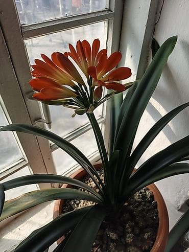 Денежное дерево: Кливия миниата (Clivia miniata) в горшке. - Эффектное комнатное — 6