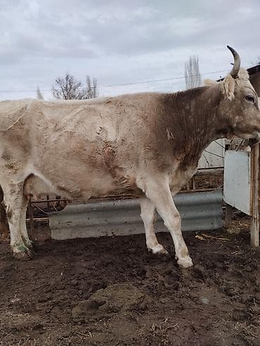 Кемирүүчүлөр: Сатам | Уй (ургаачы) | Сүт алуу үчүн | Байланган — 4