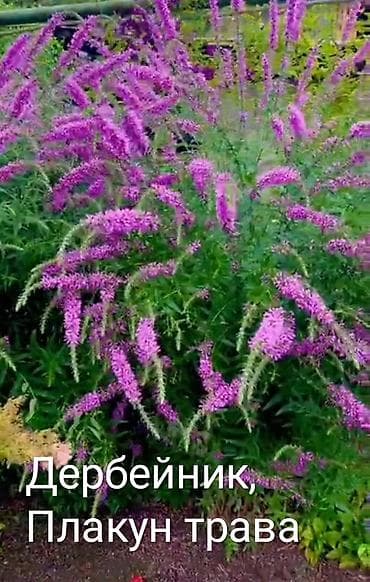 черный принц цветок: Пион древовидный (Paeonia suffruticosa), сорт с крупными — 10