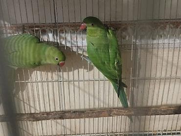 купить попугая: Попугаи ожереловые (Ringneck), пара. - Вид: ожереловые попугаи — 1