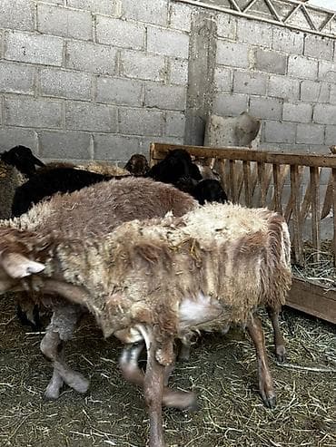 С/х животные и товары: Продаю | Баран (самец) | На забой — 3