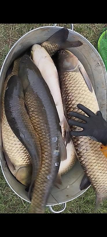 хвост русалки: Живая рыба — белый амур - Вид: белый амур (травоядная пресноводная — 3