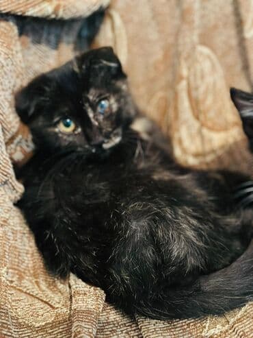 новорожденные котята: Котята – очаровательные малыши разных окрасов: - Бело‑тигровые — 4