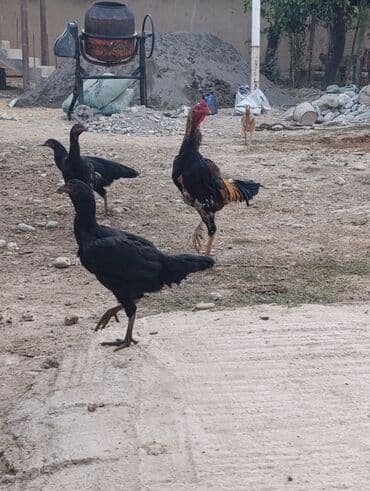 породистые козы: Продаю | Петух | Бойцовая | Для разведения — 2