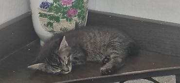 Үй жаныбарлары: Очаровательный котёнок тигрового окраса - Милый короткошёрстный — 1