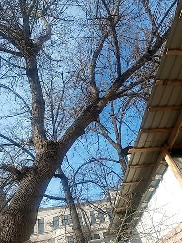 рубка дров цена: Отдам дерево даром — 1