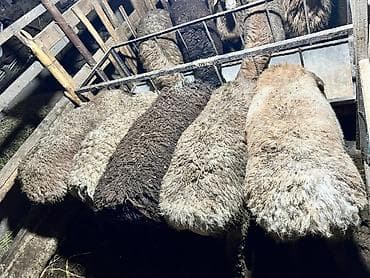 Ветеринар кызматы: Сатам | Кочкор (эркек) | Союуга, Көбөйтүү үчүн — 3