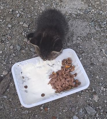 где взять котенка бесплатно: SOS! Малыши-котята оказались в гараже. Спасите их, пожалуйста! — 7