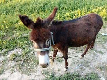 хомяк домашний купить: Осёл (домашний, упряжной) - Масть: тёмно-каштановая, густая шерсть. - — 1