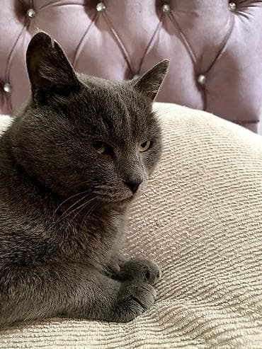 Аквариумдар: Британ кыска жүндүү, 1 жаш, Эркек, Боз, Лотокко барууга үйрөтүлгөн — 2