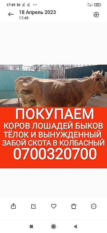 Жеке жак, Колбаса цехи : Уйлар, букалар, Жылкылар, аттар, Башка а/ч жаныбарлары, | Күнү-түнү, Бардык шартта, Союлган
