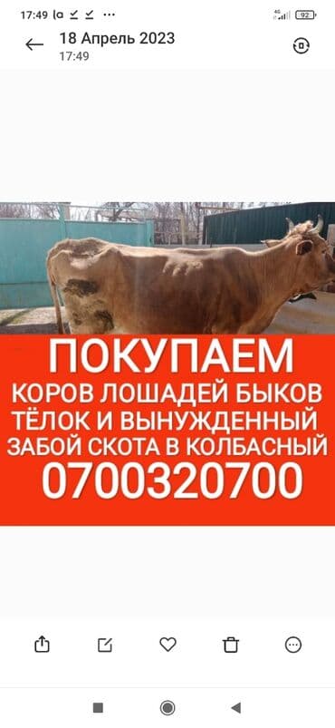продажа домашних животных: Куплю | Коровы, быки, Лошади, кони, Другие с/х животные | Забитый, Круглосуточно, Любое состояние — 1
