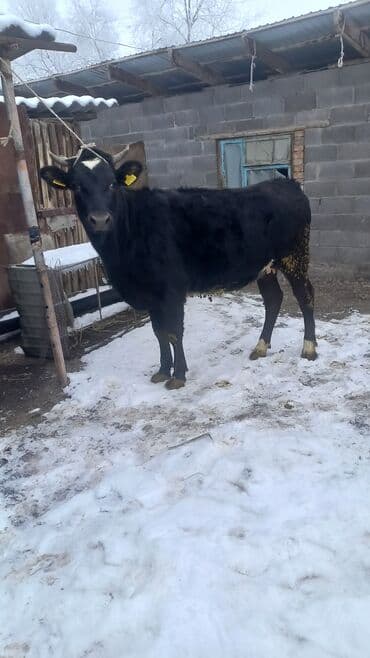 Айыл-чарба жаныбарлары: Сатам | Бука (эркек) | Бордоп семиртүү үчүн | Байланган — 1