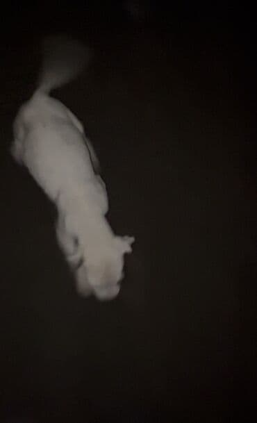 кыргыз иттер: Питбуль, 1 айлык, Эркек — 3