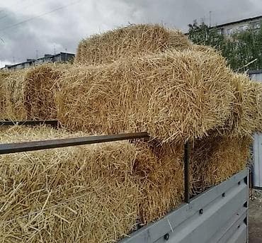 Солома в тюках в сокулуке!Кызыл Туу - Прессованная солома в