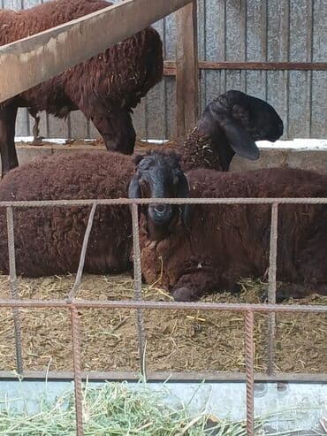 продажа кормов для сельскохозяйственных животных: Продаю | Овца (самка) | Арашан | Для разведения | Племенные, Котные, Осеменитель — 18