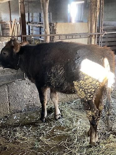 алатоо коровы: Продаю | Музоо, торпок | На откорм — 3