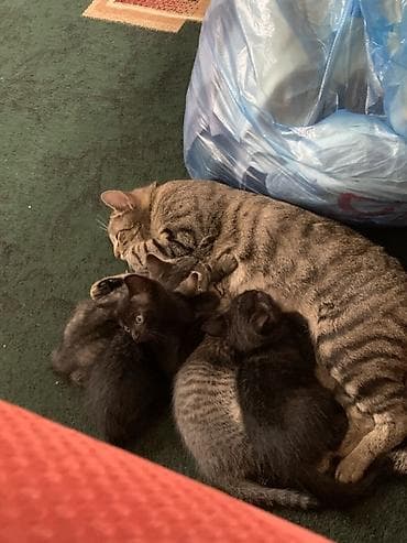 Отдам котят в хорошие руки) — 1