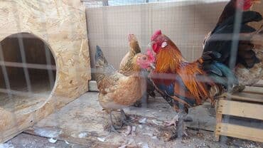 Карлики японские бентамки для разведения, красивые и здоровые! на