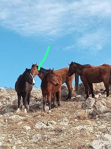 купить аккумуляторный опрыскиватель: Аккумуляторная мини-мойка высокого давления + наборы инструментов — 3