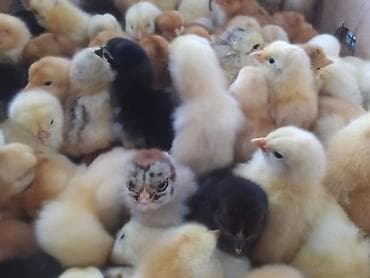 кошки отдам в хорошие руки: Продаю | Цыплята | Домашняя | Для разведения — 2