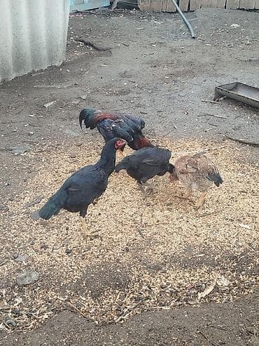 карлики кур: Продаю | Куры | Бойцовая | Для разведения — 7