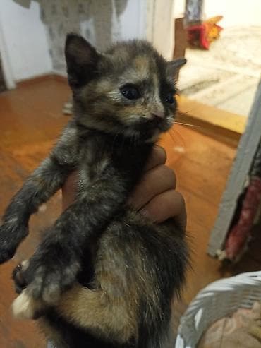 котята маленькие: Котята домашние, помёт из 5 малышей. Окрас на выбор: - серо-белый — 4