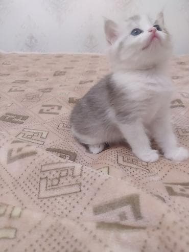 котенок сфинкса: Очаровательный котёнок шотландский скотиш страйт,небесно‑голубыми — 7