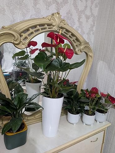 мой ребит: Цветы в подарок с горшком — 2