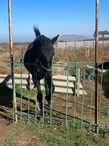 домик для кошки на улицу: Продаю | Жеребенок | Рабочий — 1