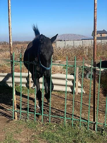 Продаю | Жеребенок | Рабочий | Мерин