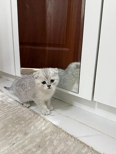 рыжие котята: Чистокровные Шотландские вислоухие котята (скоттиш-фолд) Девочка и — 4