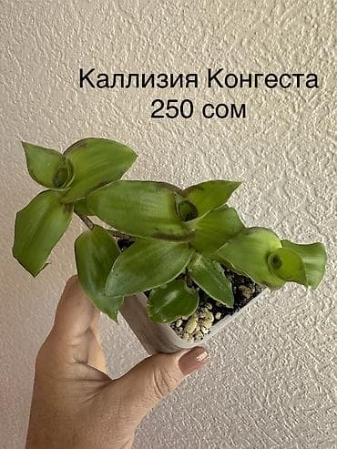 лабубу цена оригинал: Укоренённые черенки растений от 150-300 сом — 10