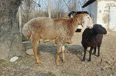 Башка жаныбарлар: Сатам | Ургаачы кой (ургаачы) | Көбөйтүү үчүн | Ургаачы — 3