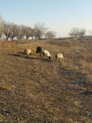 продажа домашних животных: Сатам | Козу, Кочкор (эркек) | Аргын | Көбөйтүү үчүн | Токту — 5