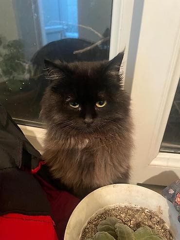 трехцветный котенок купить: Пушистые котята Особенности: - Окрас: дымчато‑черный, тигровый табби и — 10